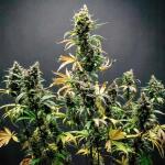 lemon-cherry-cookies-auto-fem-fastbuds.jpg