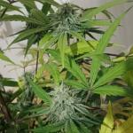 mint-jelly-auto-fem-humboldt-seed-company.jpg