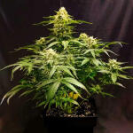 mint-jelly-auto-fem-humboldt-seed-company.jpg