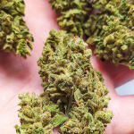 orange-sherbet-auto-fem-fastbuds.jpg