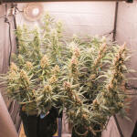 tropicana-cookies-auto-fem-fastbuds.jpg