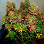 tropicana-cookies-auto-fem-fastbuds.jpg