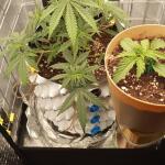 whiskey-zulu-auto-fem-7ch-american.jpg