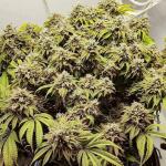 moonshine-cookies-auto-fem-7ch-american.jpg