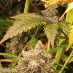 nuggz-r1-fem-ethos-genetics.jpg