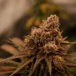 nuggz-r1-fem-ethos-genetics.jpg