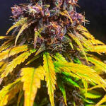 purple-lemonade-auto-fem-fastbuds.jpg