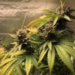 purple-lemonade-auto-fem-fastbuds.jpg