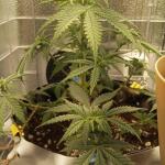 whiskey-zulu-auto-fem-7ch-american.jpg