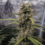 apple-strudel-auto-fem-fastbuds.jpg