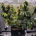 dossidos-cookies-autoflower-fem-easy-grow-seeds.jpg