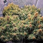 frostbanger-auto-f3-fem-fastbuds.jpg