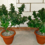 orange-sherbet-auto-fem-fastbuds.jpg