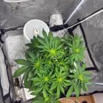 whiskey-zulu-auto-fem-7ch-american.jpeg