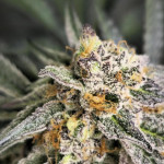 blue-sunset-sherbert-fem-barneys-farm.jpg