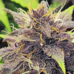 purple-lemonade-auto-fem-fastbuds.jpg