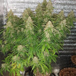 speedy-skunk-auto-fem-Semyanich.jpg