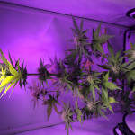 amnesia-haze-auto-fem-vision-seeds.jpeg