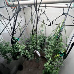 mac-n-jack-r1-fem-ethos-genetics.jpg