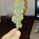 purple-punch-fem-barneys-farm.jpg