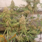 y-griega-cbd-fem-medical-seeds.jpg