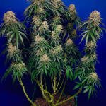 ddos-33-fem-herbies-seeds.jpg
