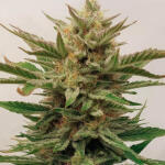 frostbanger-auto-f3-fem-fastbuds.jpg