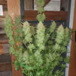 mimosa-shot-fem-herbies-seeds.jpg