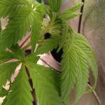 miracle-alien-cookies-mac-fem-7ch-american.jpg