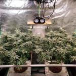 apple-betty-fem-herbies-seeds.jpg
