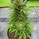 guava-auto-fem-fastbuds.jpg