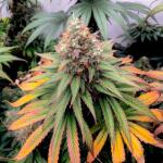 mac-n-jack-r1-fem-ethos-genetics.jpg