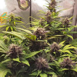 purple-lemonade-auto-fem-fastbuds.jpg