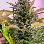 auto-new-york-city-fem-pyramid-seeds.jpg