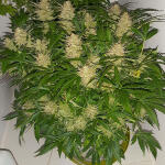 bruce-banner-auto-fem-Semyanich.jpg