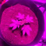 moonshine-cookies-fem-7ch-american.jpg