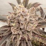 blueberry-muffin-fem-humboldt-seed-company.jpg