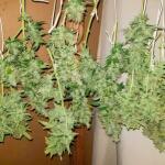 gorilla-4-autoflower-fem-easy-grow-seeds.jpg