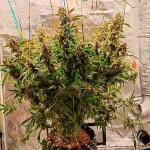 gorilla-cookies-auto-fem-fastbuds.jpg