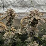mac-n-jack-r1-fem-ethos-genetics.jpg