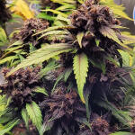 purple-lemonade-auto-fem-fastbuds.jpg