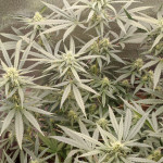 auto-anesthesia-fem-pyramid-seeds.jpg