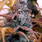 critical-kali-mist-fem-delicious-seeds.jpg