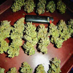 ddos-33-fem-herbies-seeds.jpg