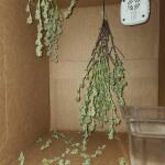 dossidos-cookies-autoflower-fem-easy-grow-seeds.jpg
