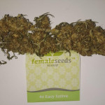 easy-sativa-female-seeds.jpg