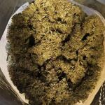 forbidden-runtz-auto-fem-fastbuds.jpg
