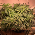 lilac-cookies-bx2-reg-ethos-genetics.jpg