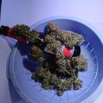 pineapple-express-auto-fem-barneys-farm.jpg