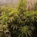 special-tangie-auto-fem-Semyanich.jpg